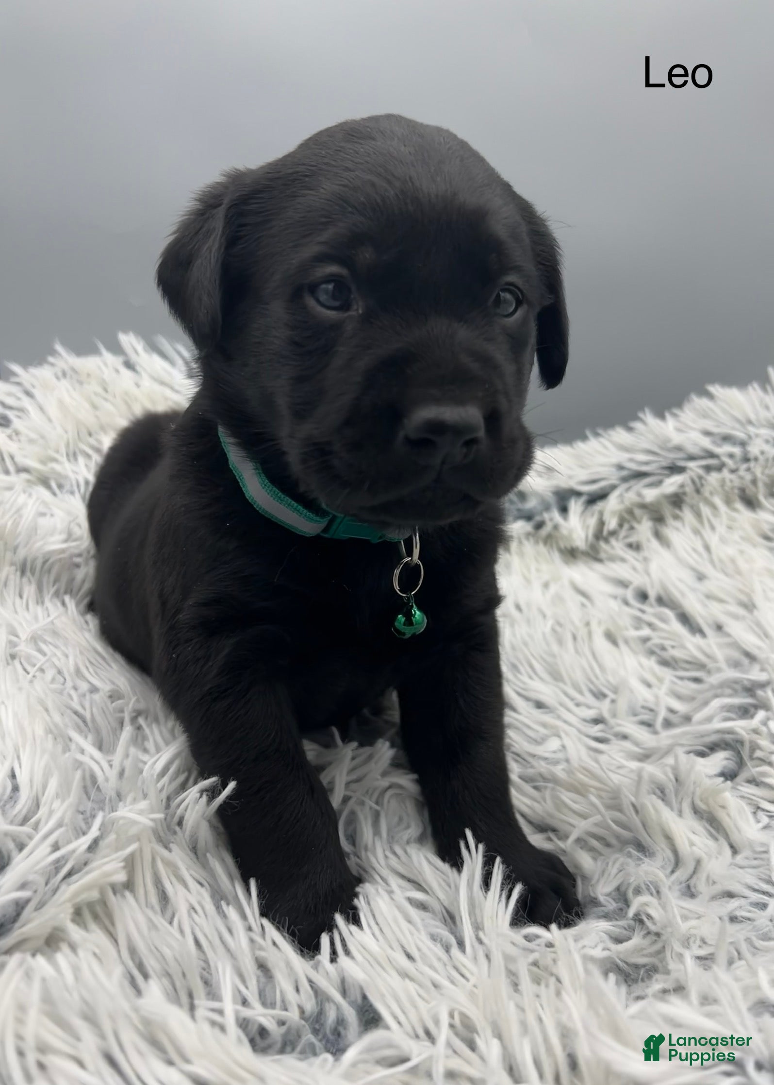 Labrador Retriever dogs Leo-Labrador Retriever Puppy  - Ad 1