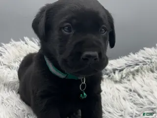 Labrador Retriever dogs for sale: Leo-Labrador Retriever Puppy - Ad 4