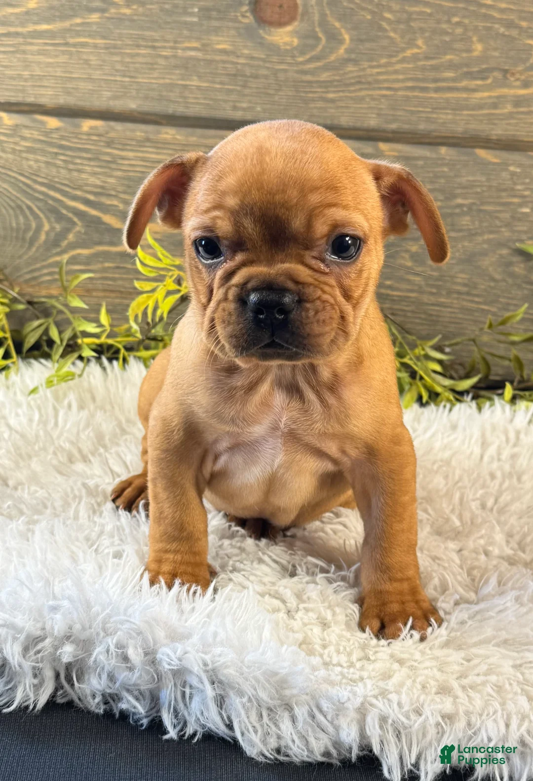 French Bulldog dogs for sale: Durango - Ad 1