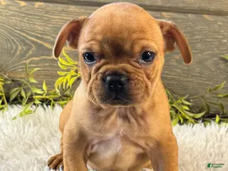 French Bulldog dogs for sale: Durango - Ad 2