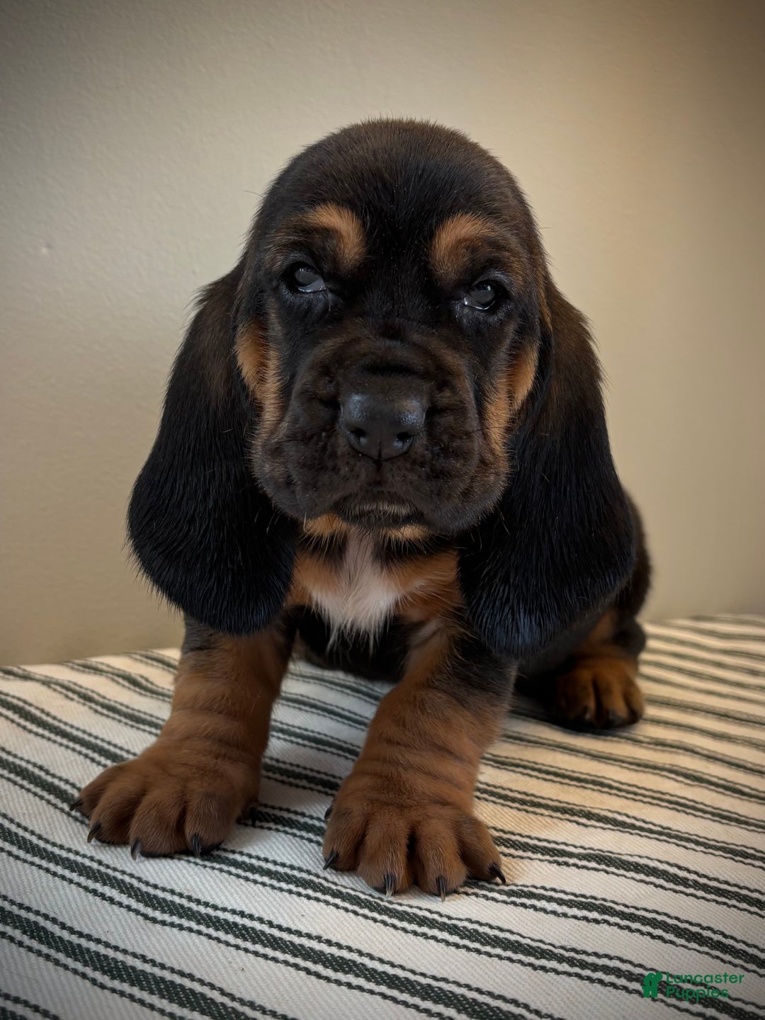 Basset Hound dogs for sale: Martha May - Ad 1