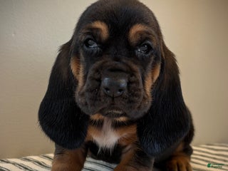 Basset Hound dogs Martha May - Ad 33