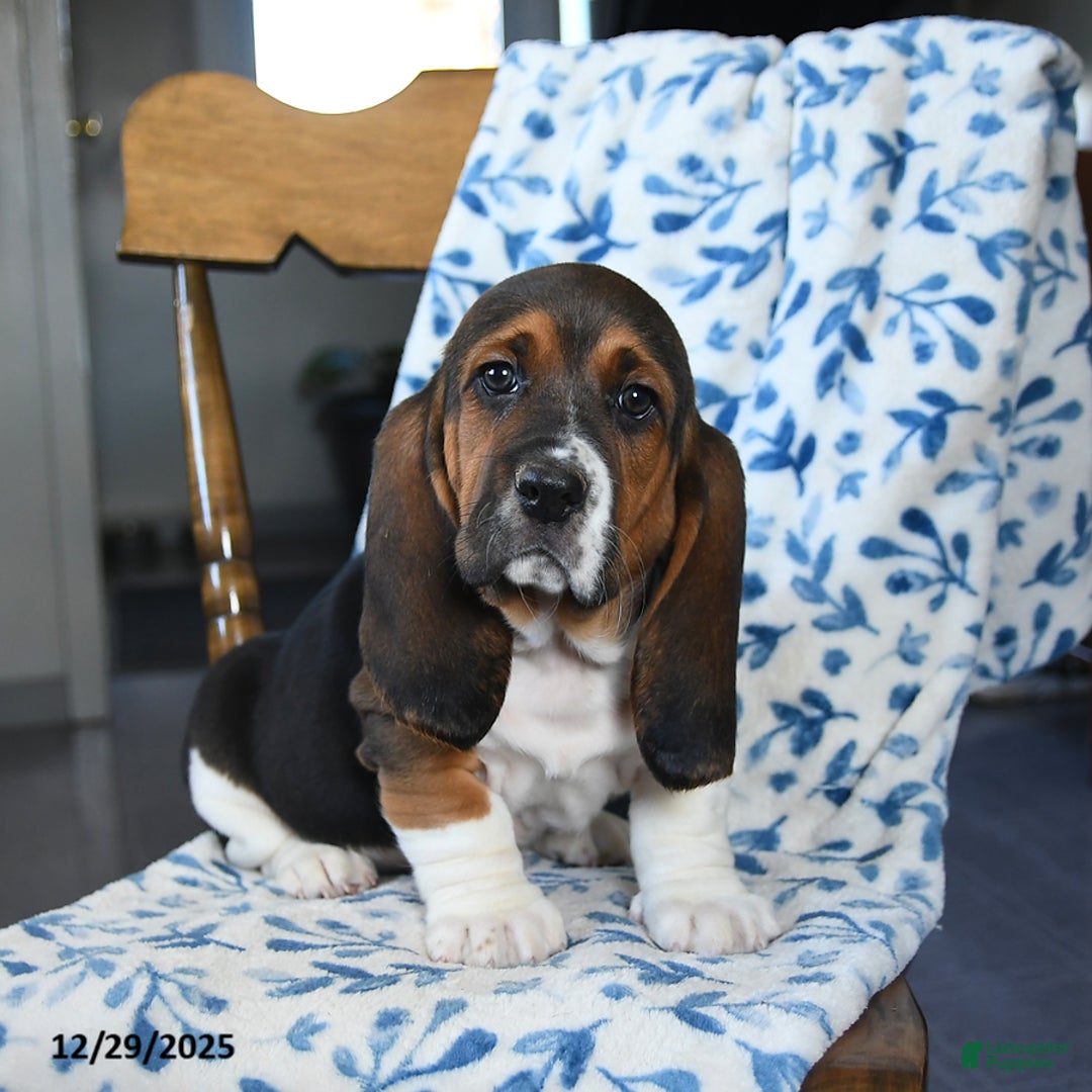 Basset Hound dogs for sale: Denver - Ad 2
