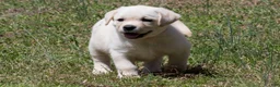 Labrador Retriever dogs for sale: Kenna - Ad 6