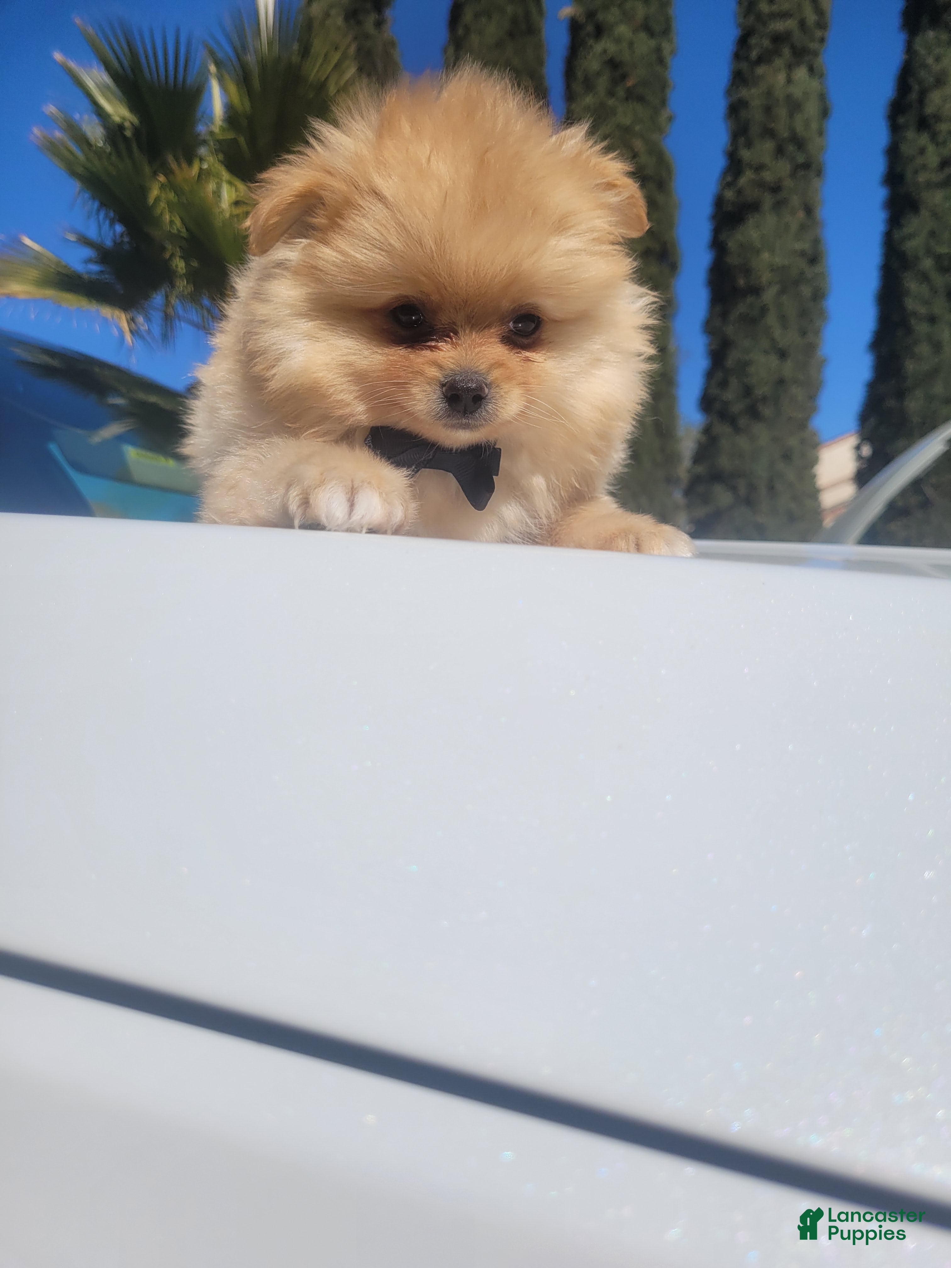 Pomeranian dogs TEDDY - Ad 28