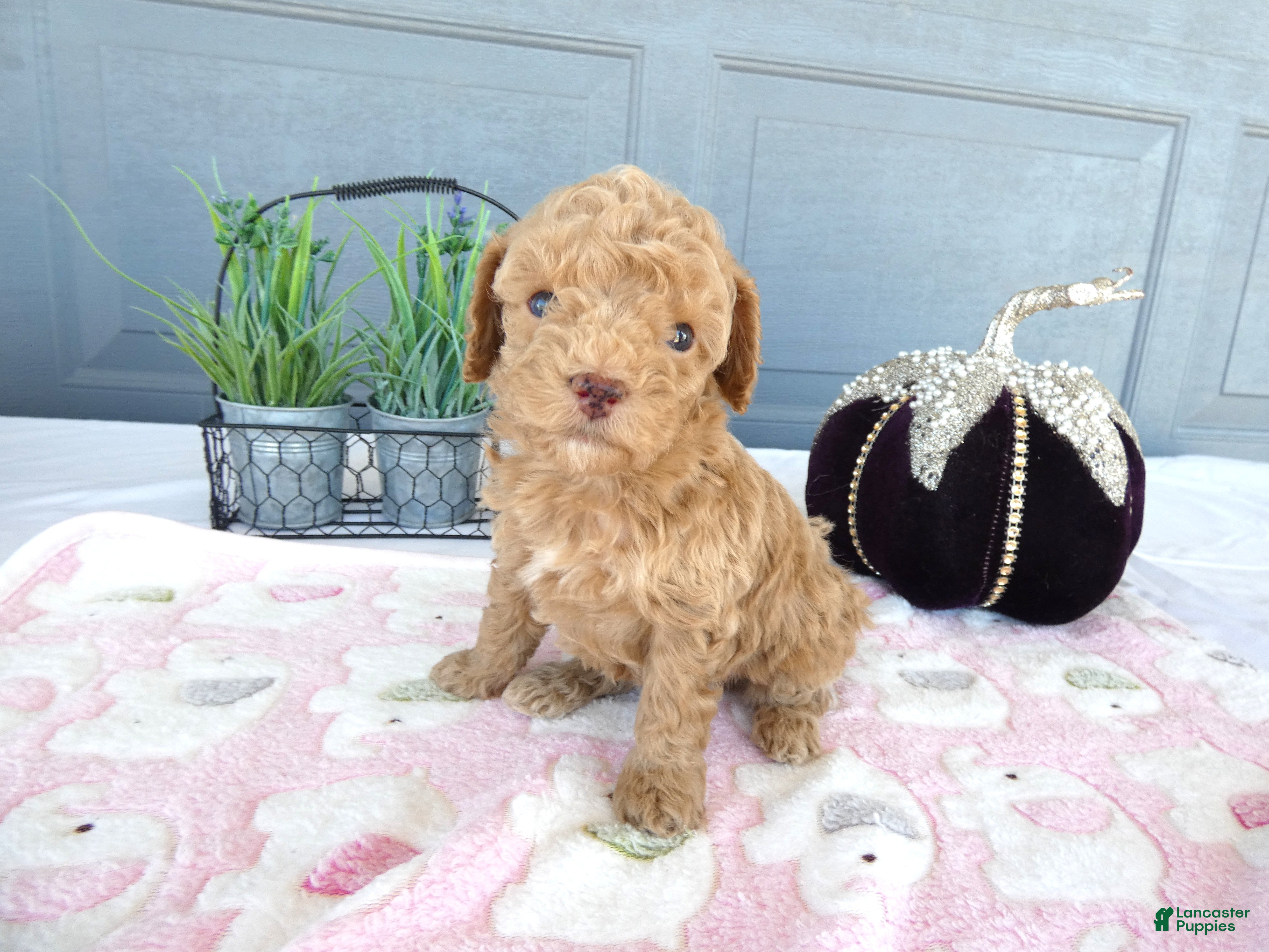 Toy Poodle dogs Toy Poodle 3 Luna - Ad 12