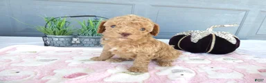 Toy Poodle 3 Luna