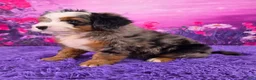Mini Bernedoodle dogs for sale: Shane Munchkin Bernedoodle - Ad 3