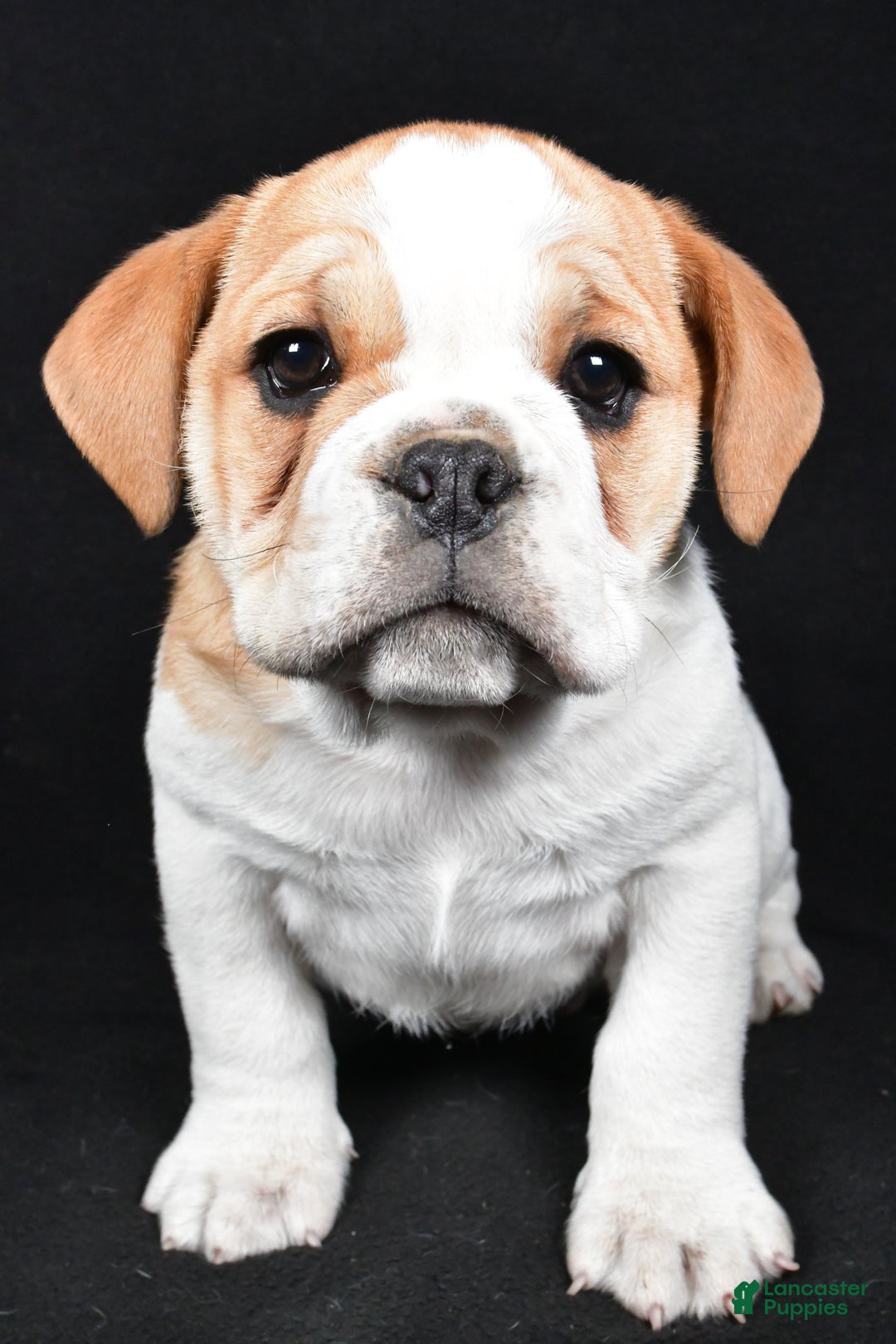 Mixed Breed dogs for sale: Diesel - Ad 4