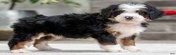Mini Bernedoodle dogs for sale: Sampson - Ad 1