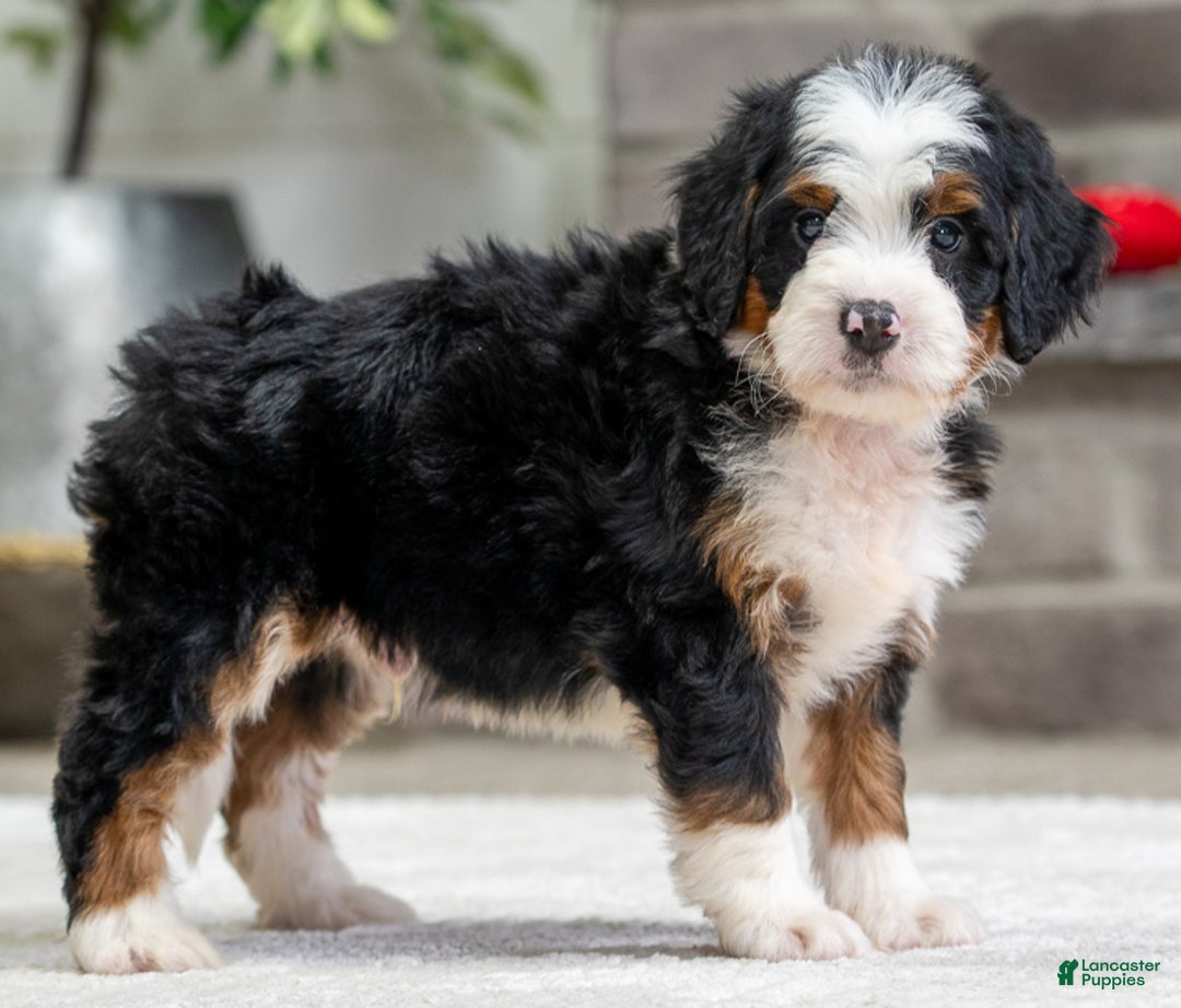 Mini Bernedoodle dogs for sale: Sampson - Ad 1