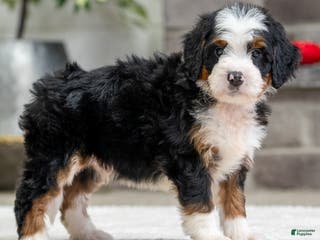 Mini Bernedoodle dogs Sampson - Ad 36