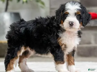 Mini Bernedoodle dogs Sampson - Ad 30