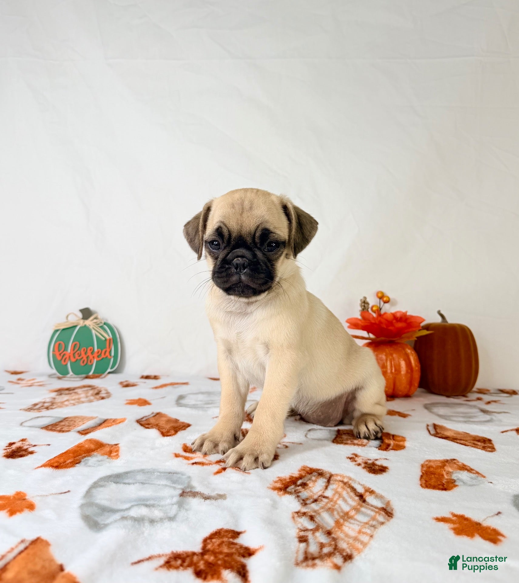 Pug dogs Petunia - Ad 28