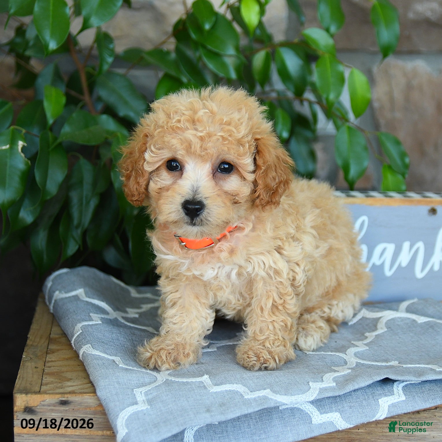 Maltipoo dogs Selah - Ad 1
