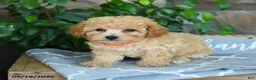 Maltipoo dogs for sale: Selah - Ad 1