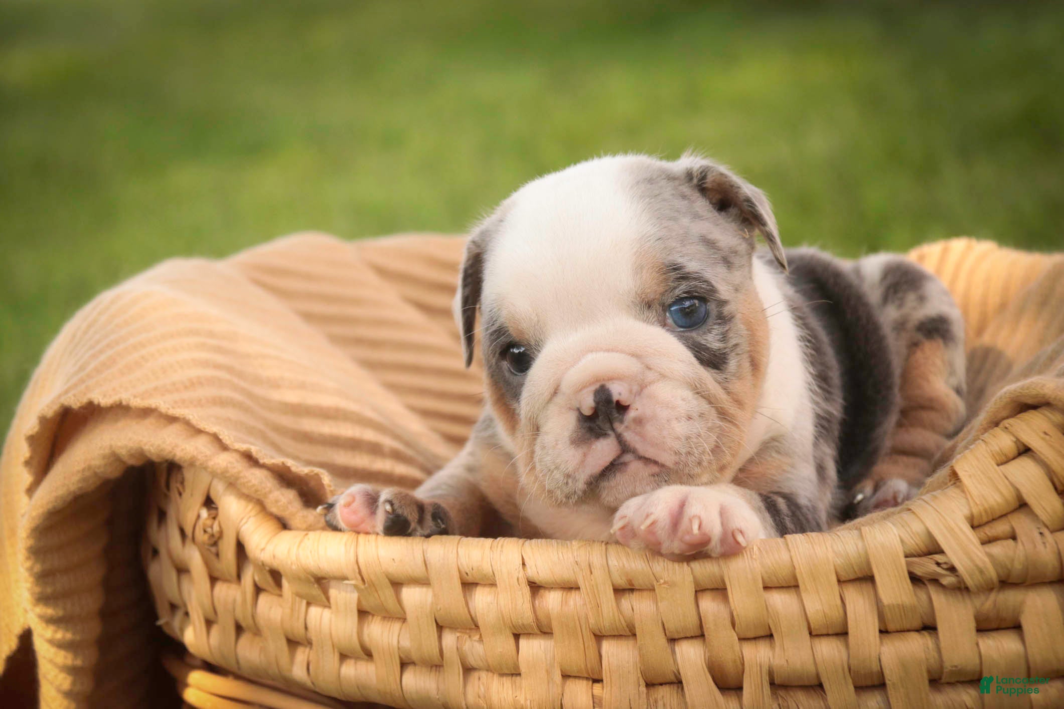 English Bulldog dogs Sebastian English Bulldog  - Ad 2