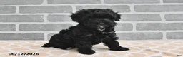 Maltipoo dogs for sale: Benji - Ad 4