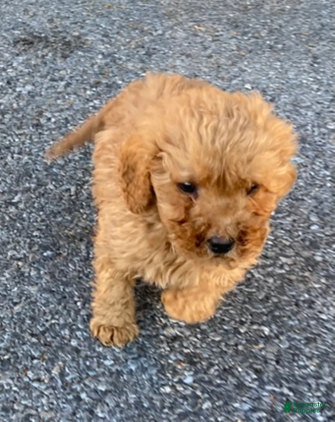 Labradoodle dogs for sale: Puppy - Ad 5