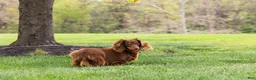 Dachshund dogs for sale: Hank - Ad 9