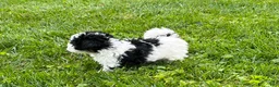 Havapoo dogs for sale: Duke - Ad 5