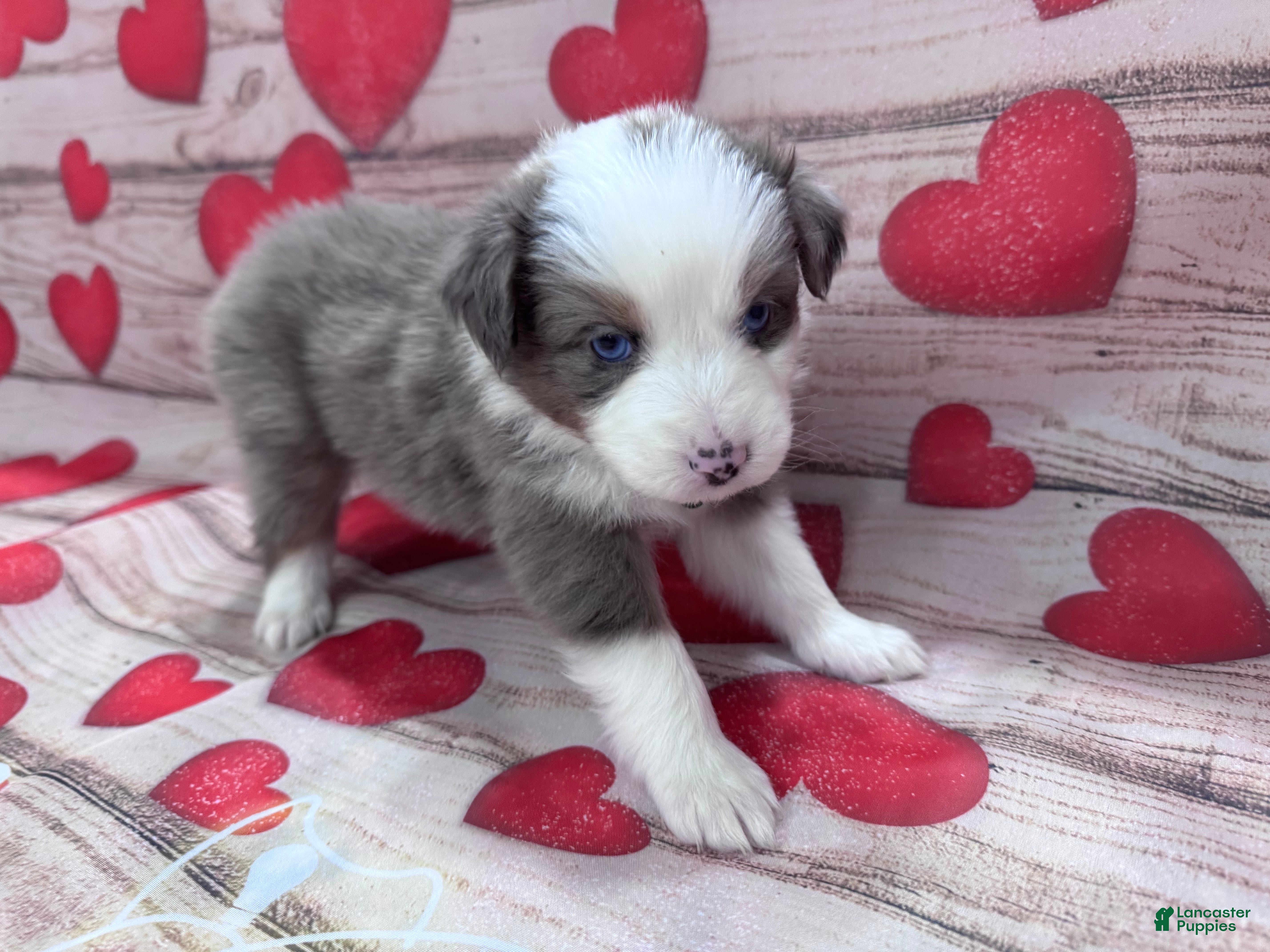 Australian Shepherd dogs Standard Australian Shepherd Puppy - Hunter Green Collar - Ad 27