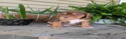 Beabull dogs for sale: Gus - Ad 3
