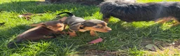 Dorkie dogs for sale: Dorkie 1 - Ad 6