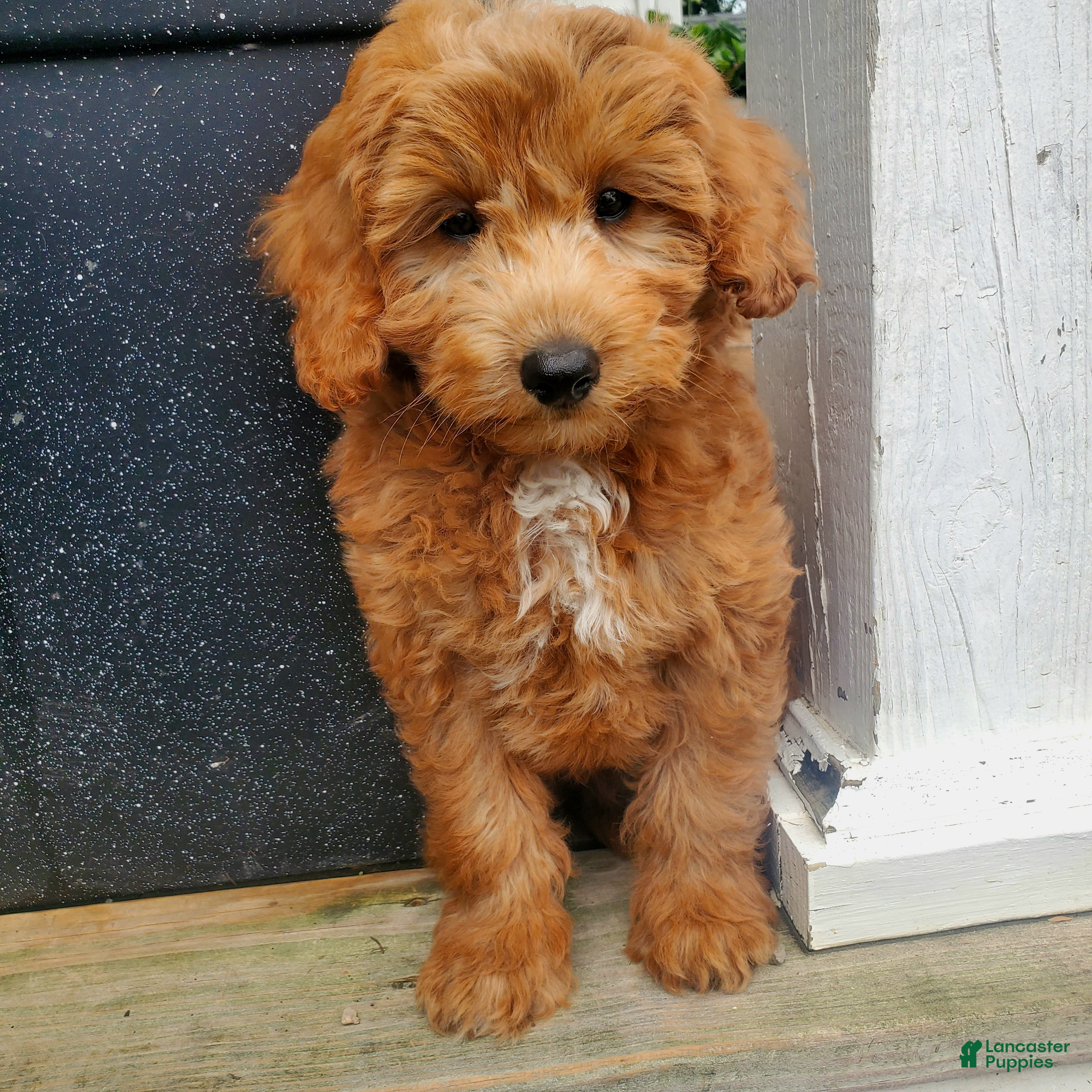Mini Goldendoodle dogs Milo - Ad 2