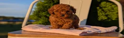 Miniature Poodle dogs for sale: Harper - Ad 11