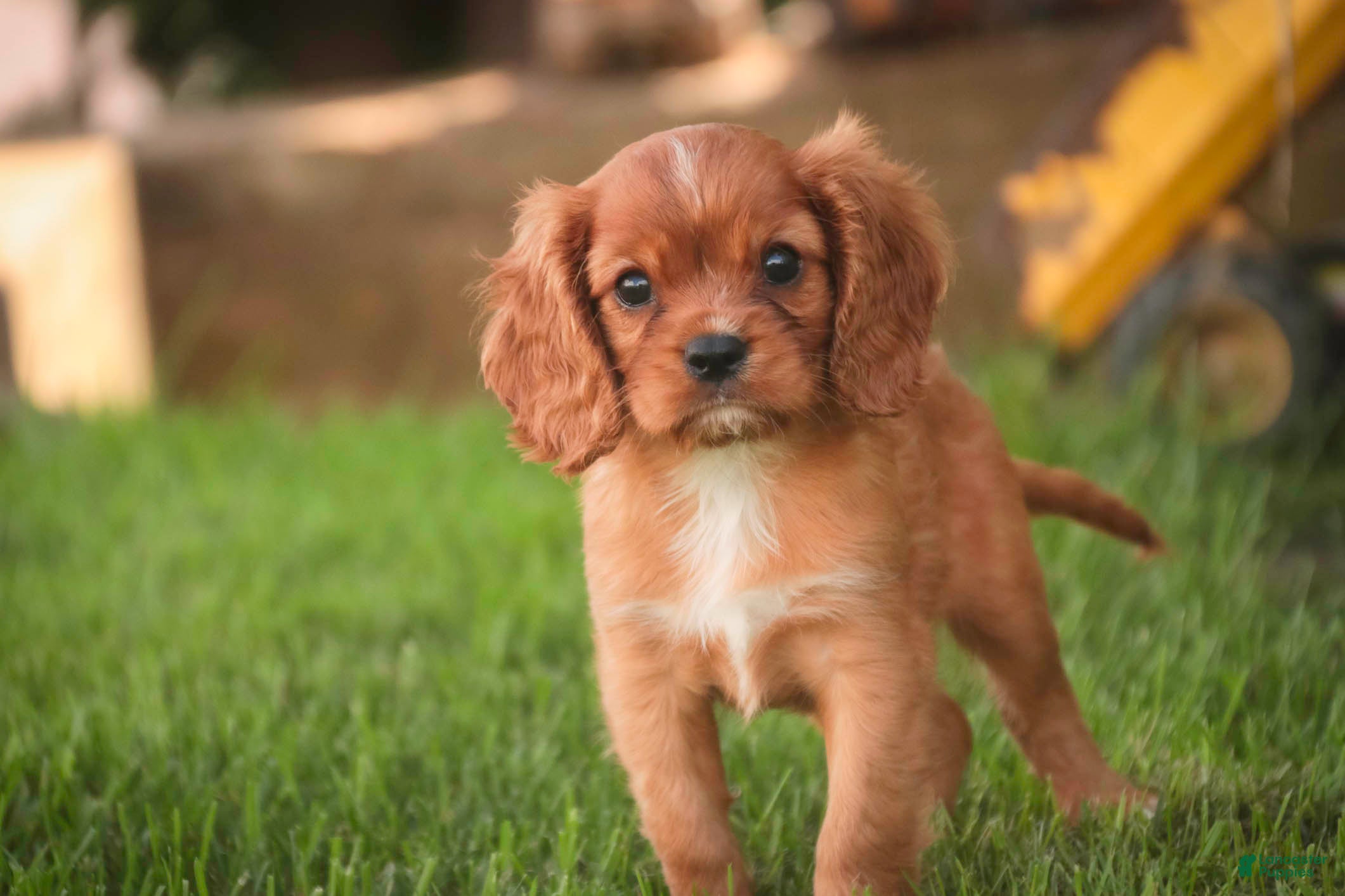 Cavalier King Charles Spaniel dogs Augie Cavalier King Charles Spaniel  - Ad 1