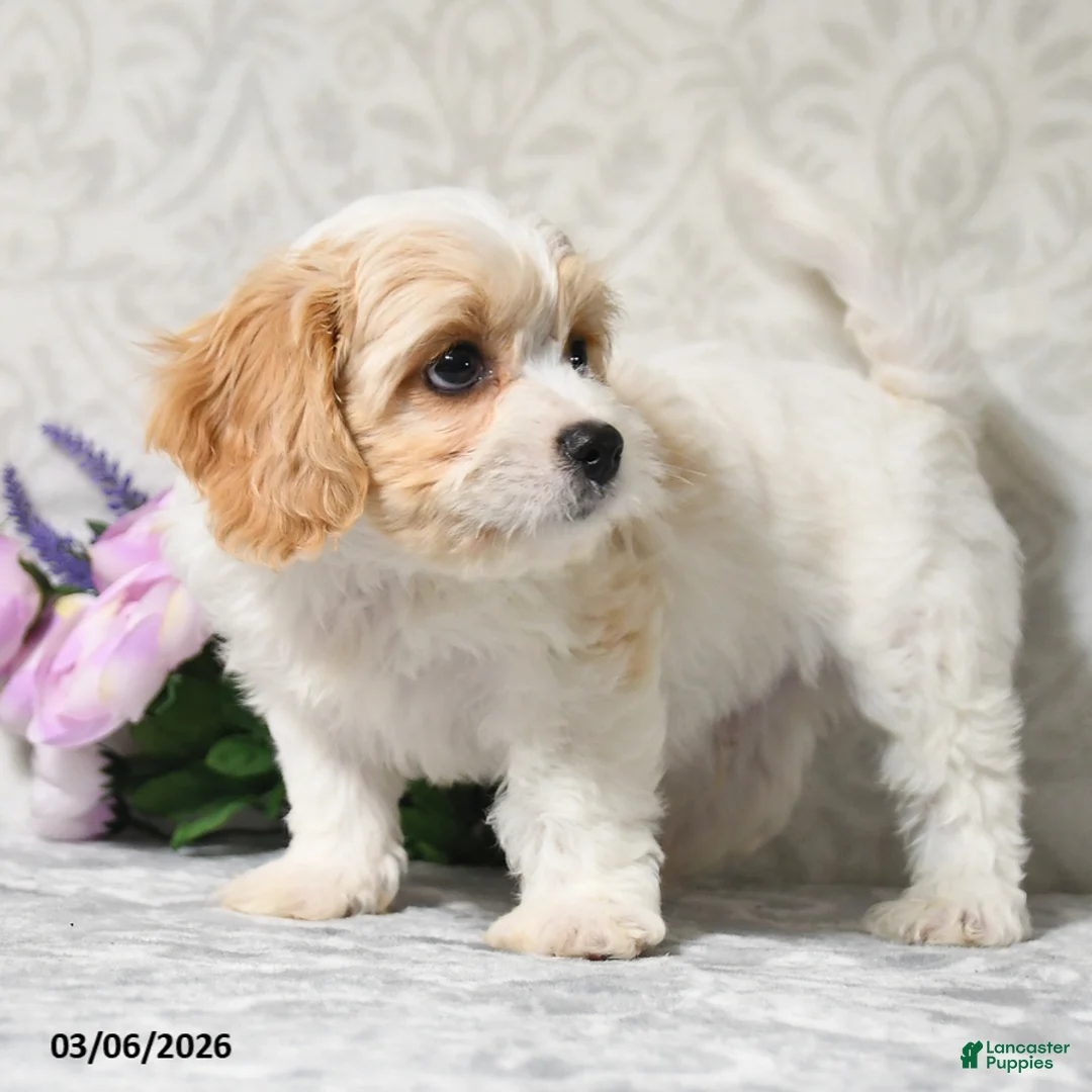 Cavachon dogs for sale: King - Ad 2