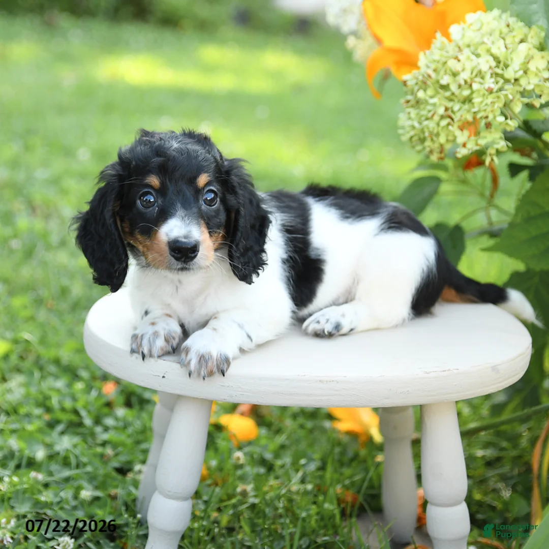 Miniature Dachshund dogs for sale: Prince   - Ad 3