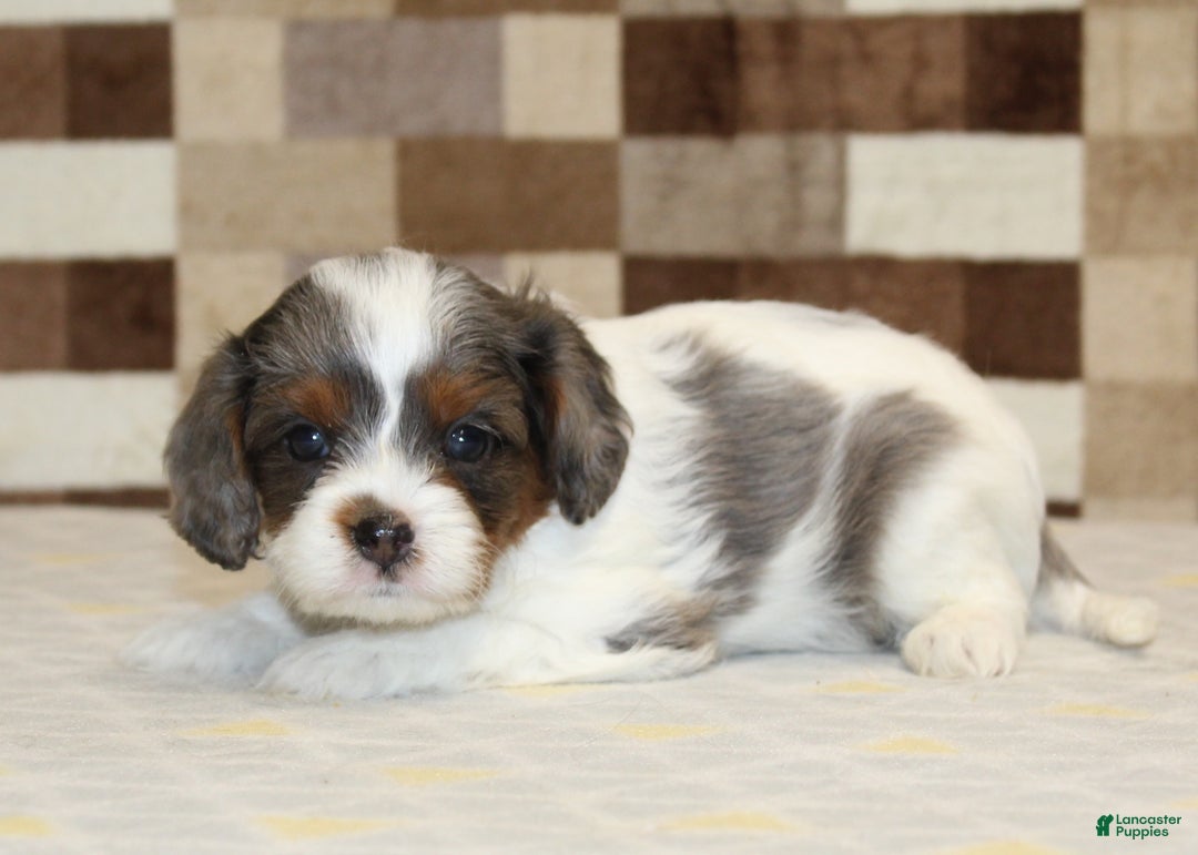Cavapoo dogs for sale: Trixie - Ad 2