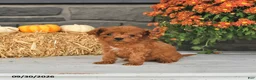 Cavapoo dogs for sale: Tilly - Ad 3