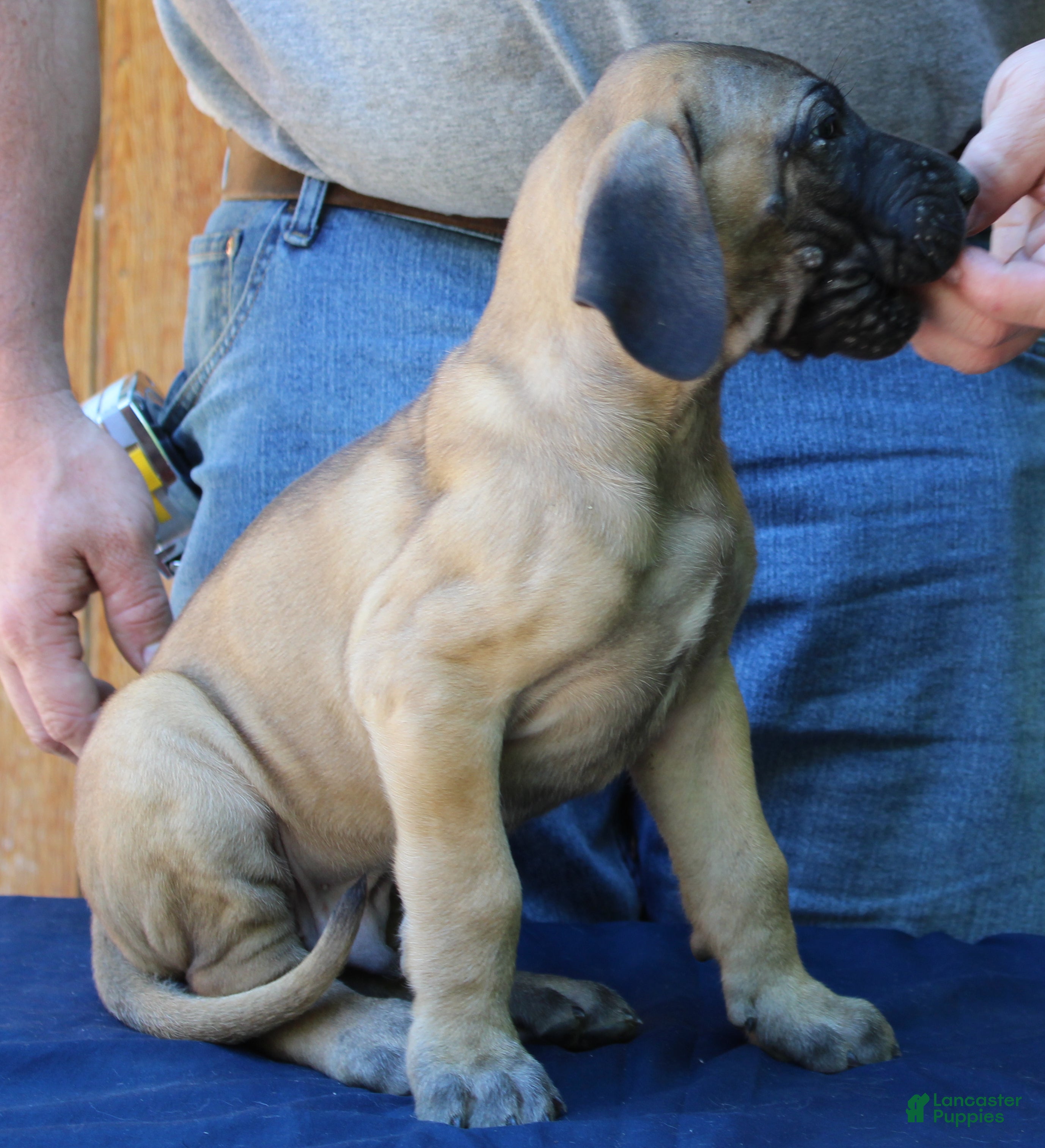 Great Dane dogs Sawyer - Ad 35
