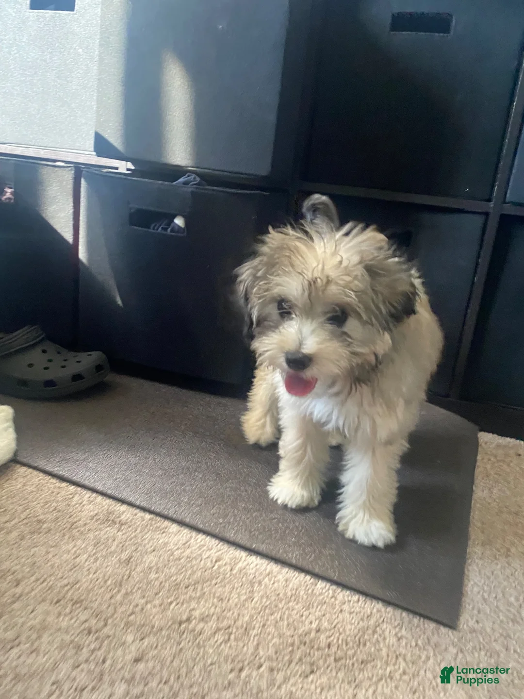 Yorkiepoo dogs for sale: Yorkiepoo 4 - Ad 2