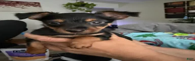Luigi
