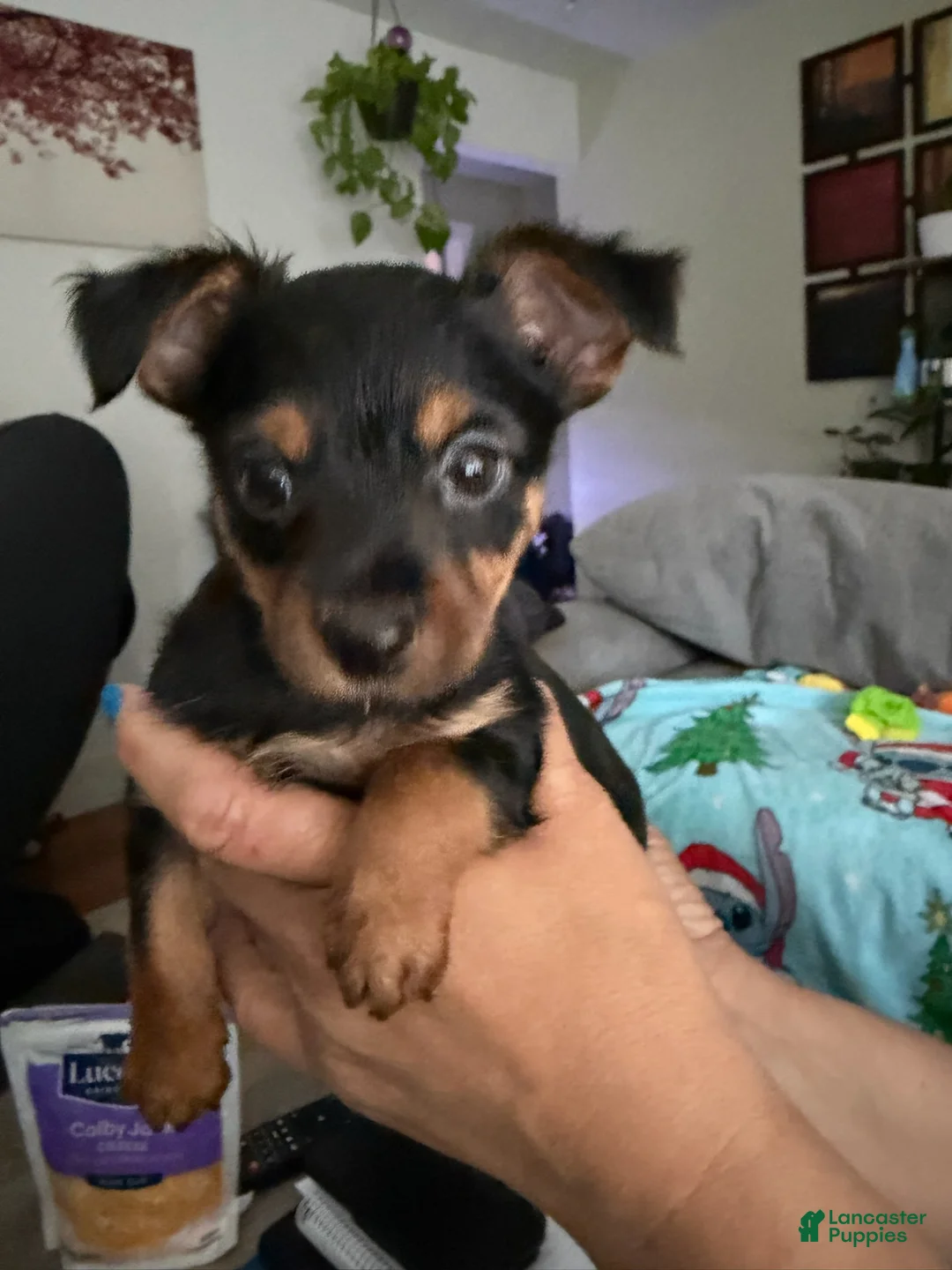 Yorkshire Terrier dogs for sale: Luigi - Ad 1