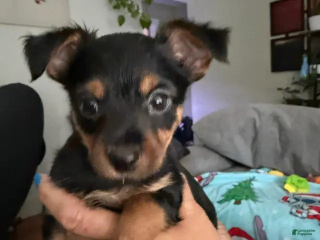Yorkshire Terrier dogs for sale: Luigi - Ad 1