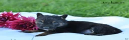 German Shepherd dogs for sale: Jackson  - Ad 4