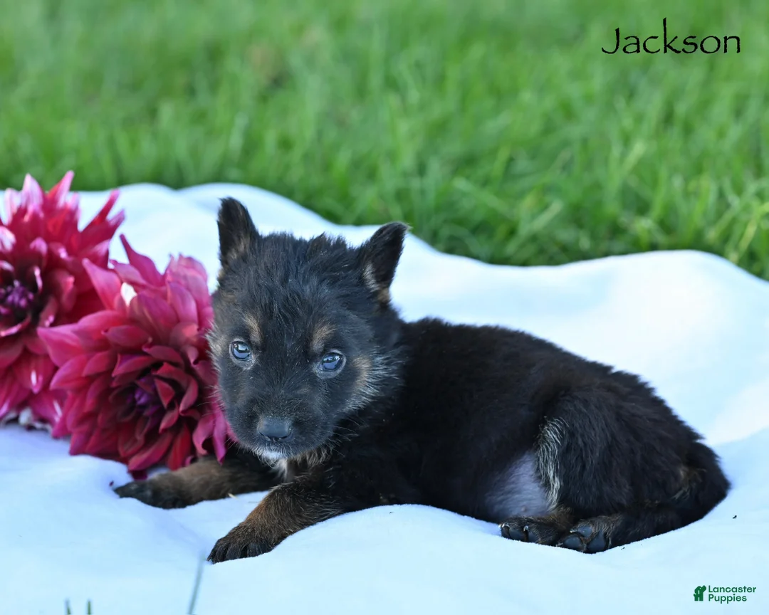 German Shepherd dogs for sale: Jackson  - Ad 4
