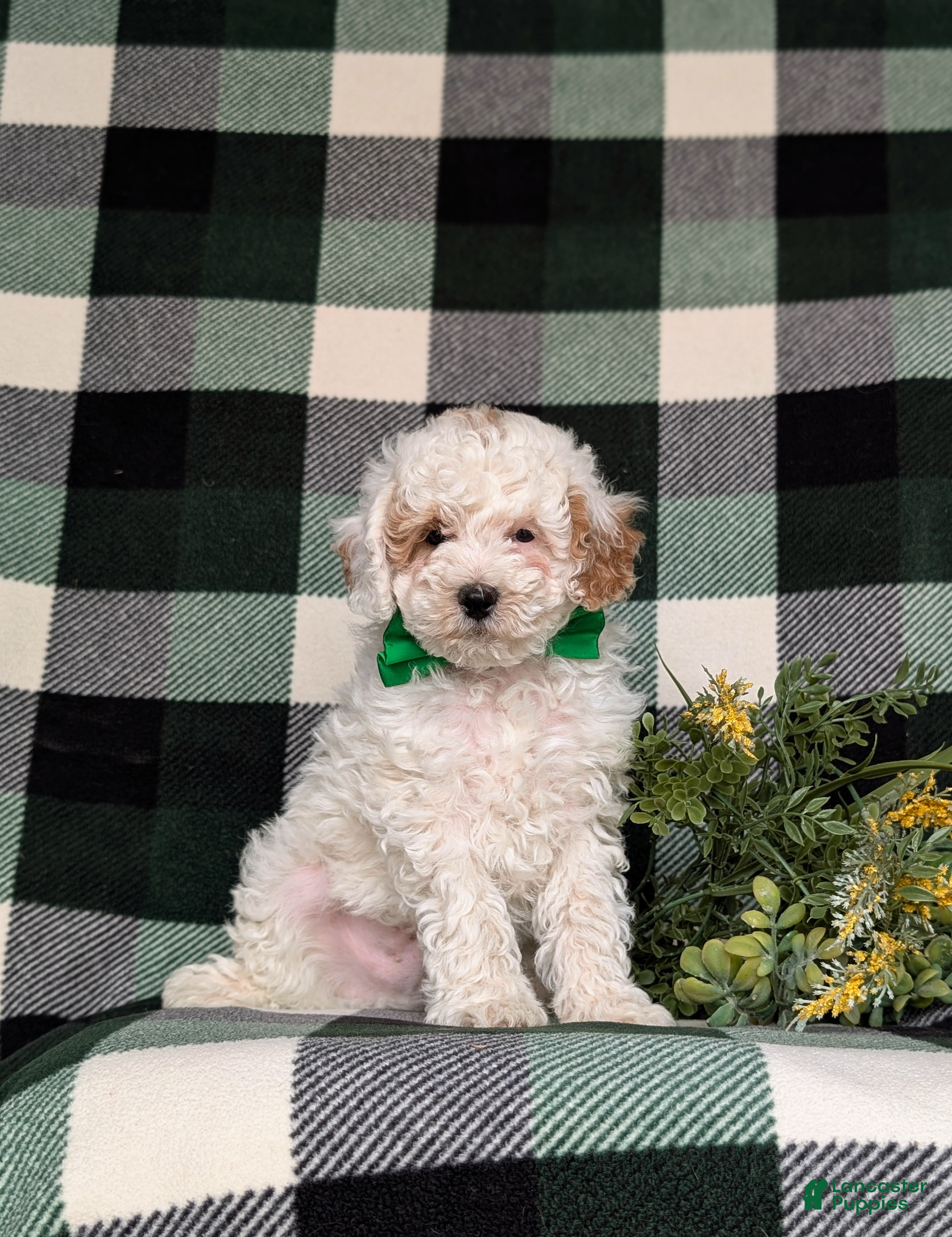 Miniature Poodle dogs Nyko - Ad 2