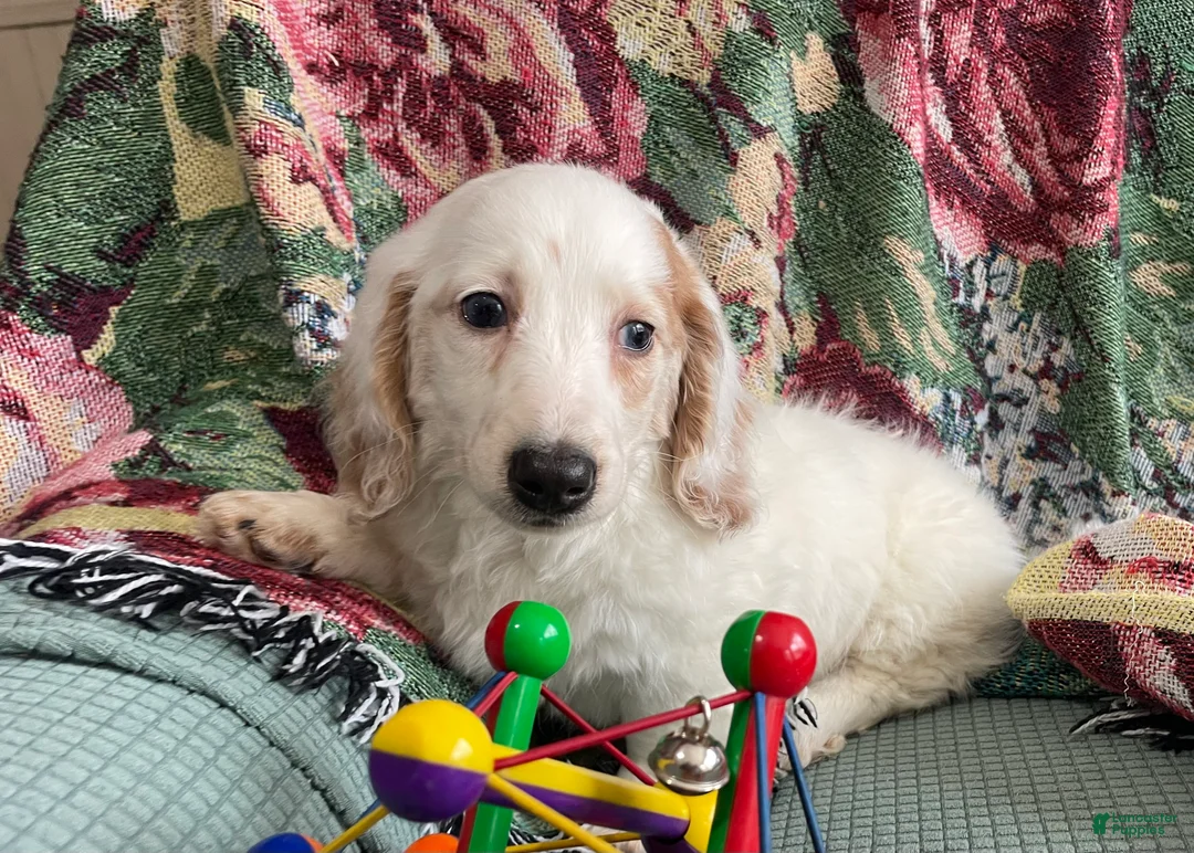 Miniature Dachshund dogs for sale: Valentine - Ad 2