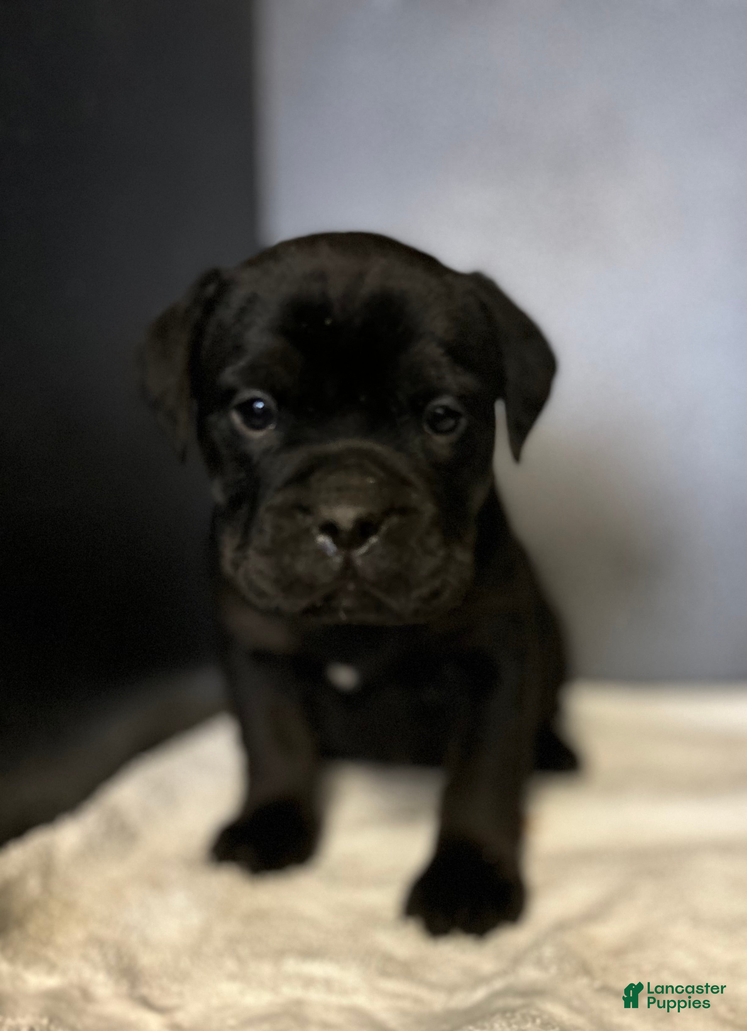 Mixed Breed dogs for sale: Squishy - Ad 3