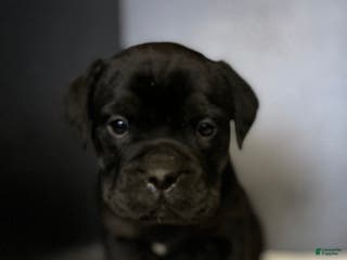 Mixed Breed dogs for sale: Squishy - Ad 3