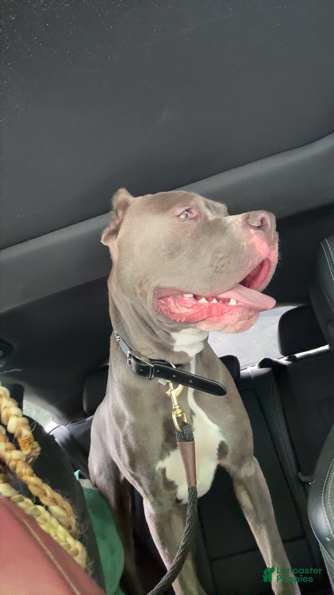 Mixed Breed dogs Joker - Ad 2