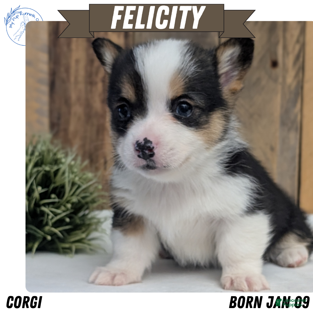 Welsh Corgi Pembroke dogs Felicity  - Ad 1