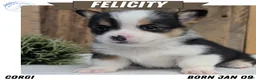 Welsh Corgi Pembroke dogs for sale: Felicity  - Ad 1
