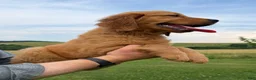 Golden Retriever dogs for sale: Sunshine  - Ad 8